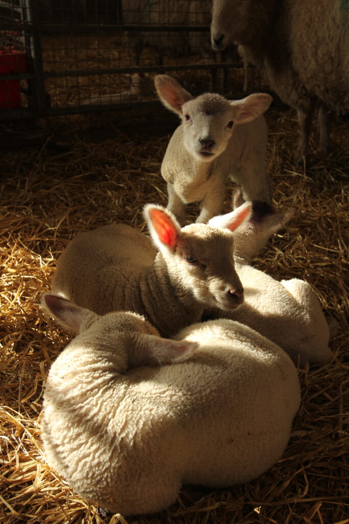 Lambs in the light_ A Creative Imagining_ Lisa Fingleton_2022