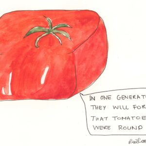 The-Square-Tomato-SM-cropped-Ink-and-watercolour-on-paper-210mm-x-210mm-Lisa-Fingleton-2024