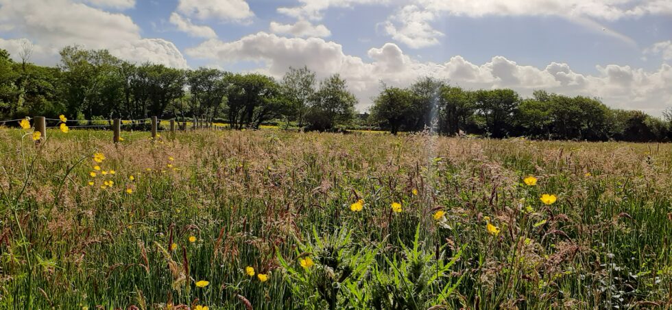The-Barna-Way-Meadow-980x452 https://sdgs.un.org/goals